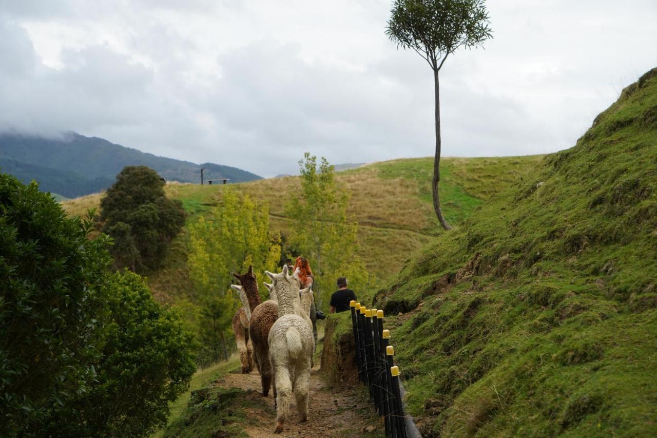Luxury Stay, Alpaca Farm Paraparaumu Bagian luar foto