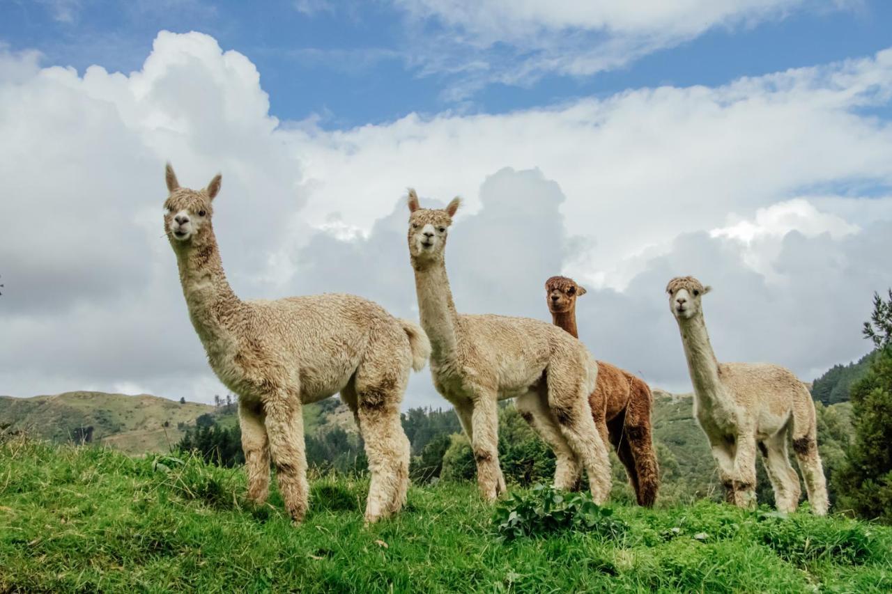 Luxury Stay, Alpaca Farm Paraparaumu Bagian luar foto